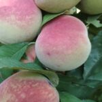 Percoco di San Giorgio Azienda Agricola Rosa Demetrio
